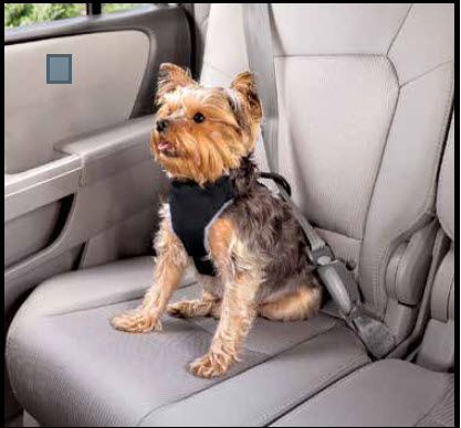 Dogs Need Seat Belts Too!