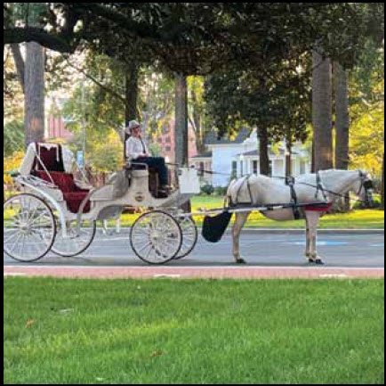 Wild Hearts Cowboy Carriage Rides: Your Carriage Awaits You!