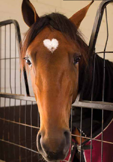 The HEART Of A Horse