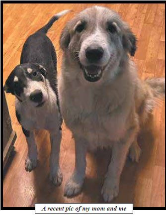 Pup-Pup And The Pups Are Looking For Good Peeps
